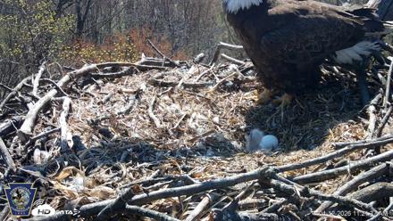 Hanover Eagles Live Cam - Apr 12, 2026, 11:22am EDT