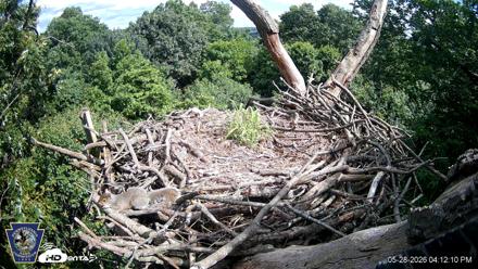 Hanover Eagles Live Cam - May 28, 2026, 4:12pm EDT