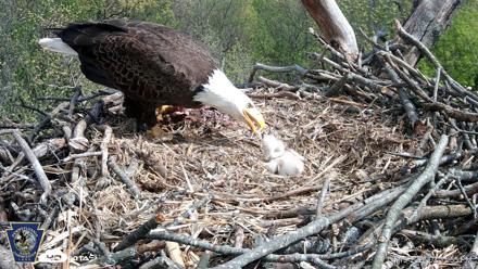 Hanover Eagles Live Cam - Apr 19, 2026, 3:32pm EDT