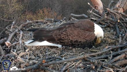 Hanover Eagles Live Cam - Apr 11, 2026, 8:00pm EDT