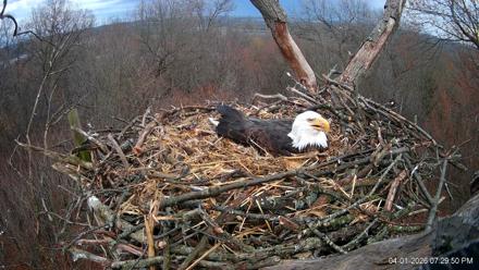 Hanover Eagles Live Cam - Apr 1, 2026, 7:30pm EDT