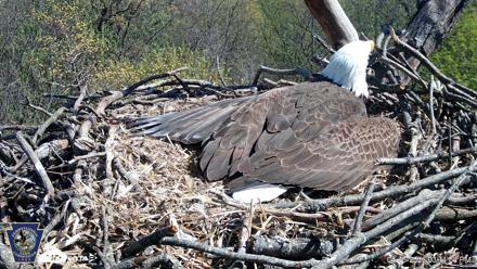 Hanover Eagles Live Cam - Apr 16, 2026, 3:12pm EDT