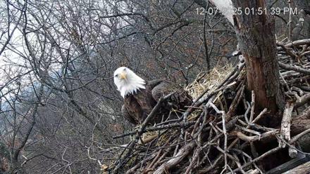 Hanover Eagles Live Cam - Dec 7, 2025, 1:52pm EST