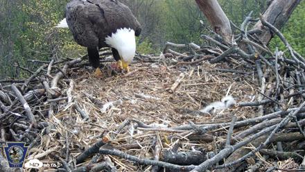 Hanover Eagles Live Cam - Apr 17, 2026, 12:14pm EDT