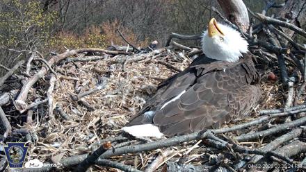 Hanover Eagles Live Cam - Apr 12, 2026, 3:36pm EDT