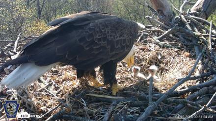 Hanover Eagles Live Cam - Apr 15, 2026, 9:52am EDT