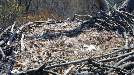 Hanover Eagles Live Cam - Apr 12, 2026, 12:43pm EDT