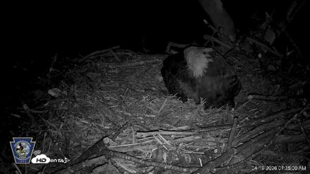 Hanover Eagles Live Cam - Apr 19, 2026, 1:35am EDT