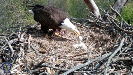 Hanover Eagles Live Cam - Apr 19, 2026, 3:34pm EDT
