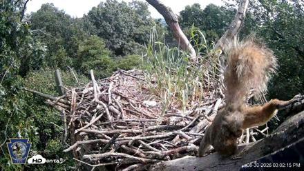 Hanover Eagles Live Cam - Aug 30, 2026, 3:02pm EDT