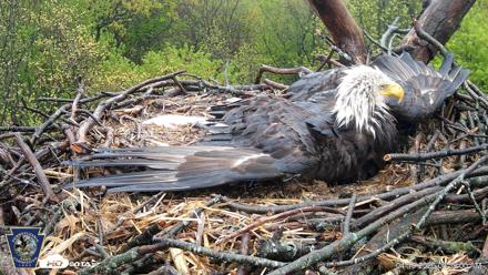 Hanover Eagles Live Cam - Apr 19, 2026, 9:39am EDT