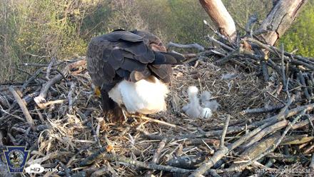 Hanover Eagles Live Cam - Apr 15, 2026, 6:42pm EDT