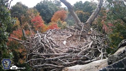 Hanover Eagles Live Cam - Oct 15, 2026, 11:28am EDT