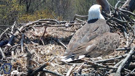 Hanover Eagles Live Cam - Apr 14, 2026, 12:19pm EDT