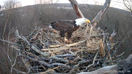 Hanover Eagles Live Cam - Jan 11, 2026, 4:16pm EST