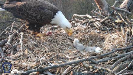 Hanover Eagles Live Cam - Apr 13, 2026, 7:38am EDT