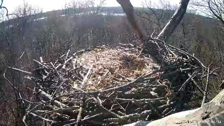 Hanover Eagles Live Cam - Mar 14, 2026, 10:08am EDT