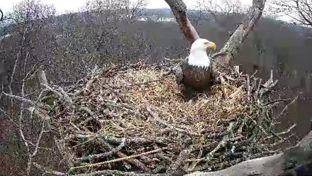 Hanover Eagles Live Cam - Jan 3, 2026, 3:34pm EST