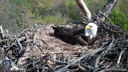Hanover Eagles Live Cam - Apr 20, 2026, 4:24pm EDT