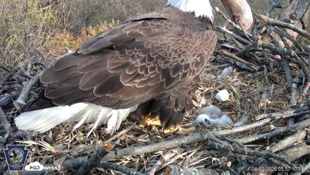 Hanover Eagles Live Cam - Apr 12, 2026, 5:57pm EDT