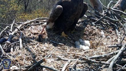 Hanover Eagles Live Cam - Apr 14, 2026, 12:08pm EDT