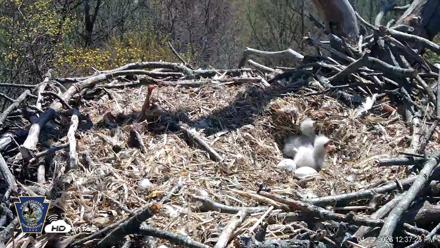 Hanover Eagles Live Cam - Apr 14, 2026, 12:37pm EDT
