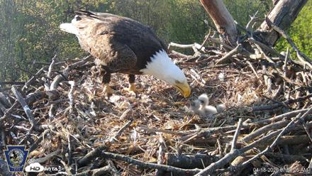 Hanover Eagles Live Cam - Apr 18, 2026, 7:56am EDT