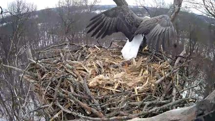 Hanover Eagles Live Cam - Dec 17, 2025, 1:33pm EST
