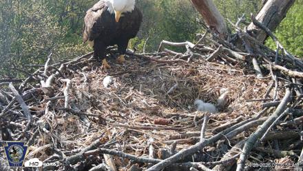 Hanover Eagles Live Cam - Apr 20, 2026, 9:07am EDT