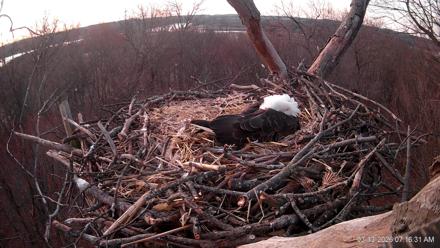 Hanover Eagles Live Cam - Mar 13, 2026, 7:16am EDT