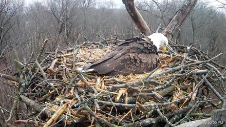 Hanover Eagles Live Cam - Mar 5, 2026, 12:20pm EST