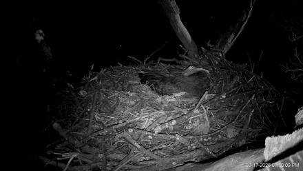 Hanover Eagles Live Cam - Mar 17, 2026, 7:50pm EDT