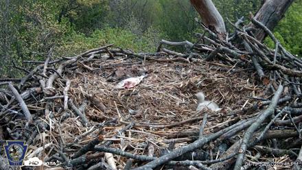 Hanover Eagles Live Cam - Apr 19, 2026, 2:05pm EDT