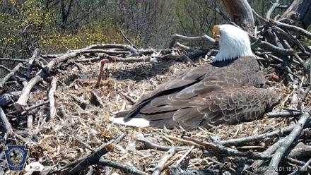 Hanover Eagles Live Cam - Apr 14, 2026, 1:19pm EDT