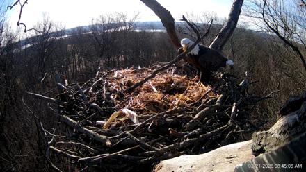 Hanover Eagles Live Cam - Feb 21, 2026, 8:45am EST