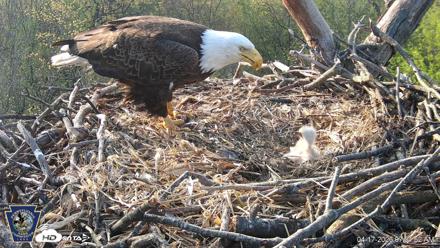 Hanover Eagles Live Cam - Apr 17, 2026, 7:52am EDT