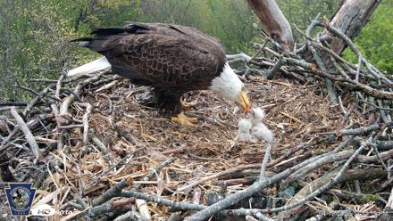 Hanover Eagles Live Cam - Apr 19, 2026, 12:53pm EDT