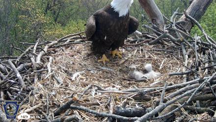 Hanover Eagles Live Cam - Apr 17, 2026, 12:08pm EDT