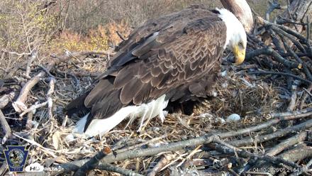 Hanover Eagles Live Cam - Apr 10, 2026, 5:22pm EDT