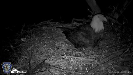 Hanover Eagles Live Cam - Apr 17, 2026, 10:57pm EDT