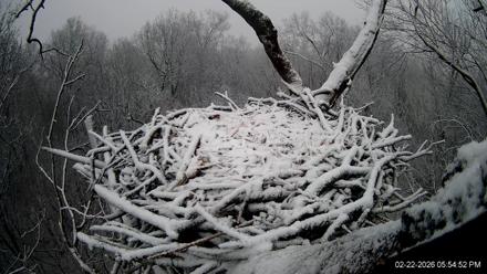 Hanover Eagles Live Cam - Feb 22, 2026, 5:55pm EST