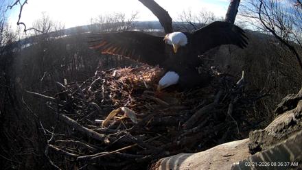 Hanover Eagles Live Cam - Feb 21, 2026, 8:36am EST