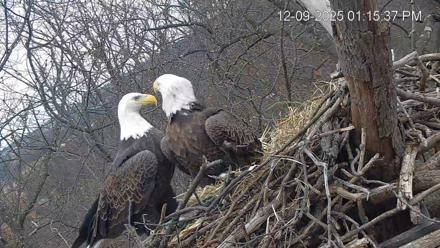 Hanover Eagles Live Cam - Dec 9, 2025, 1:16pm EST