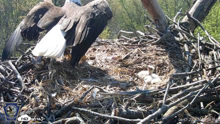 Hanover Eagles Live Cam - Apr 17, 2026, 10:18am EDT