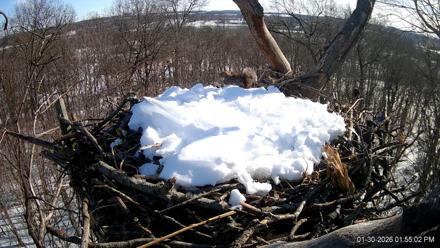 Hanover Eagles Live Cam - Jan 30, 2026, 1:55pm EST