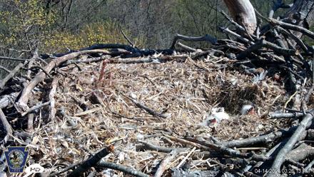Hanover Eagles Live Cam - Apr 14, 2026, 3:26pm EDT