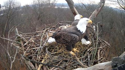 Hanover Eagles Live Cam - Dec 6, 2025, 12:56pm EST