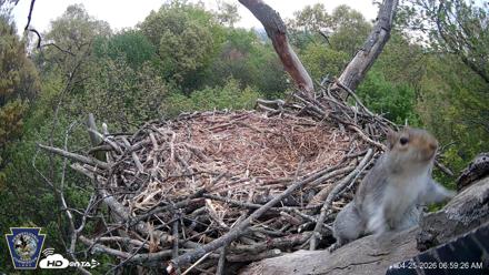 Hanover Eagles Live Cam - Apr 25, 2026, 6:59am EDT