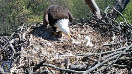Hanover Eagles Live Cam - Apr 17, 2026, 2:35pm EDT
