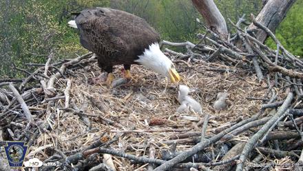 Hanover Eagles Live Cam - Apr 20, 2026, 12:50pm EDT